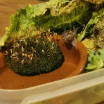 Terrarium pour Escargot cover image